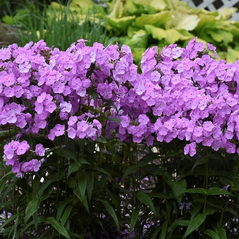 Fashionably Early Princess Phlox