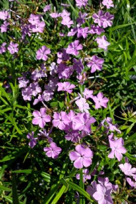 Alyissa's Purple Prairie Phlox, Savanna Phlox, Downy Phlox