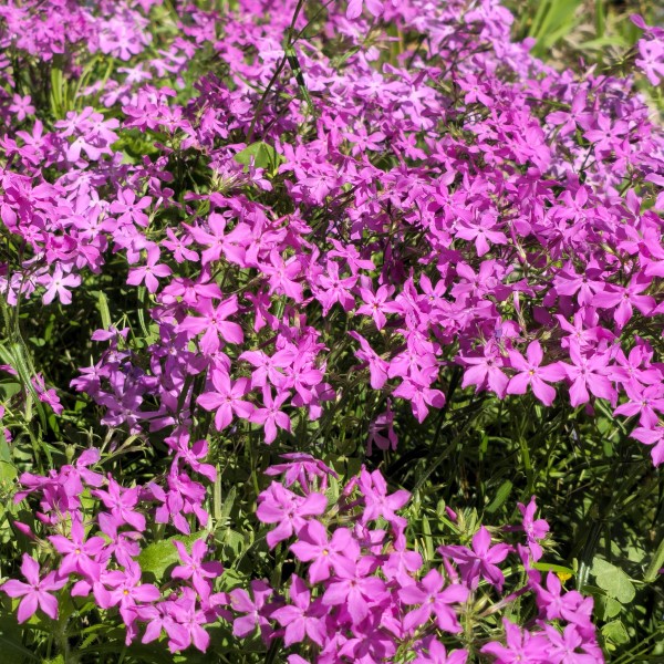 Dawn's Delight Pink Prairie Phlox, Savanna Phlox, Downy Phlox