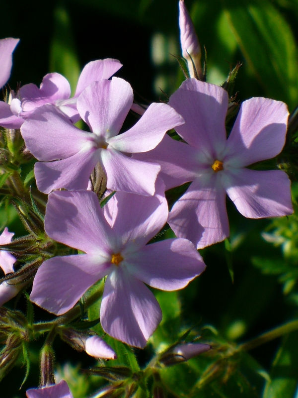 Bonnie's Pink Prairie Phlox, Savanna Phlox, Downy Phlox