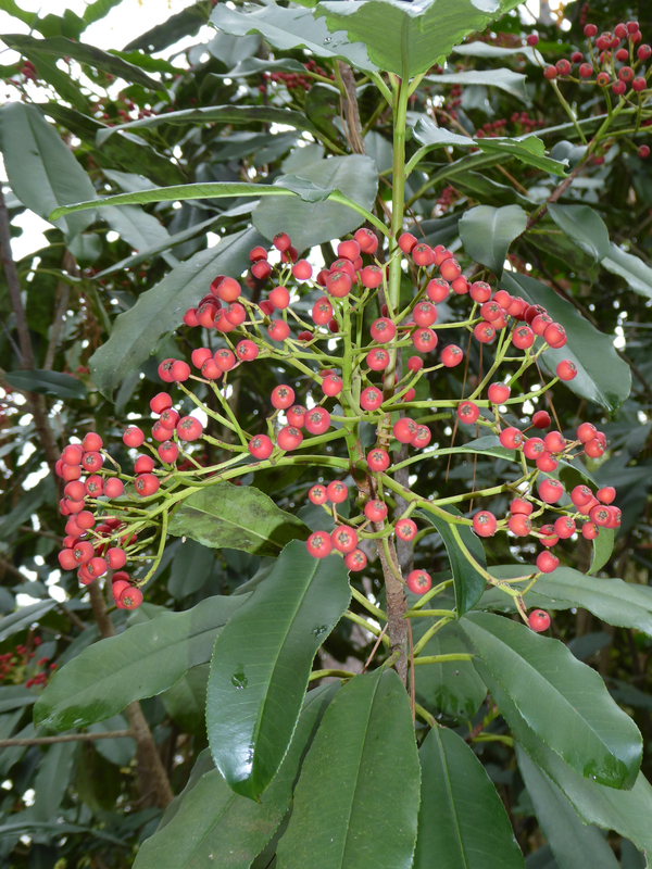 Chinese Photinia, Chinese Hawthorn