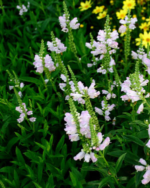 Pink Manners Obedient Plant, False Dragon's Head