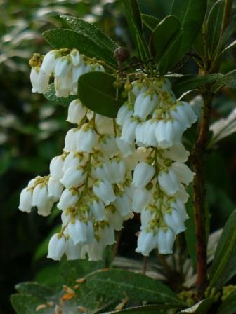 Temple Bells Pieris, Lily of the Valley Bush, Andromeda