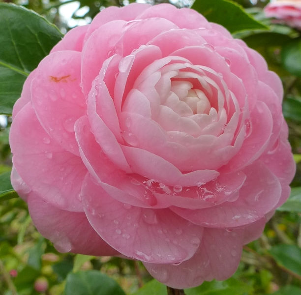 Pink Perfection Camellia, Otome Camellia