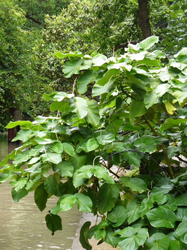 Rootbeer Tree, Hoja Santa, Mexican Pepperleaf, Yerba Santa, Sacred Pepper
