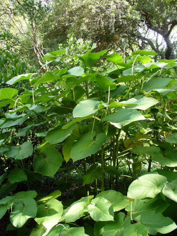 Rootbeer Tree, Hoja Santa, Mexican Pepperleaf, Yerba Santa, Sacred Pepper