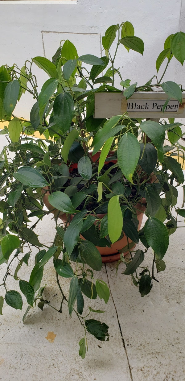 mature money tree Braided Money Tree  Hey Rooted