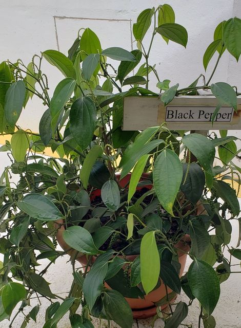 Black Pepper Plant, Peppercorn