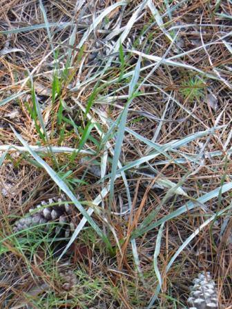 Narrowleaf Silk Grass, Grassleaved Goldenaster, Silver-Leaved Aster, Silky Goldenaster