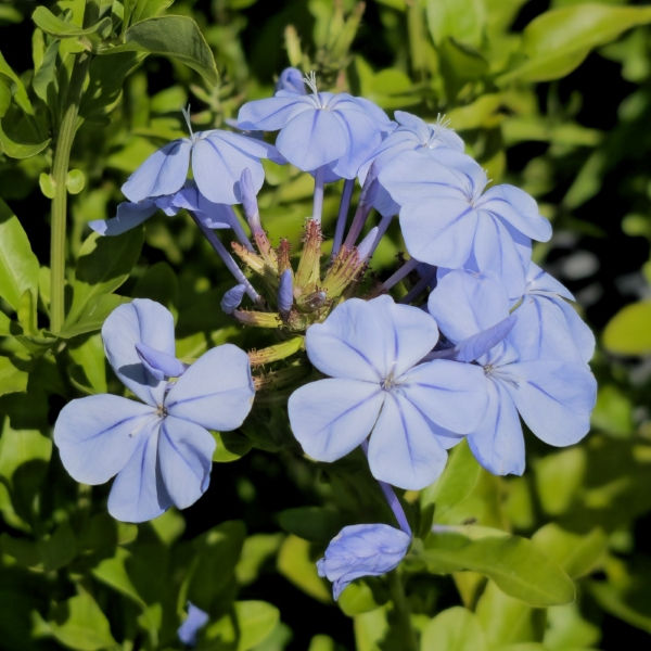 Imperial Blue Plumbago, Cape Leadwort