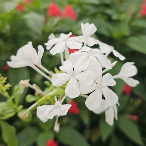 White Plumbago, Cape Leadwort
