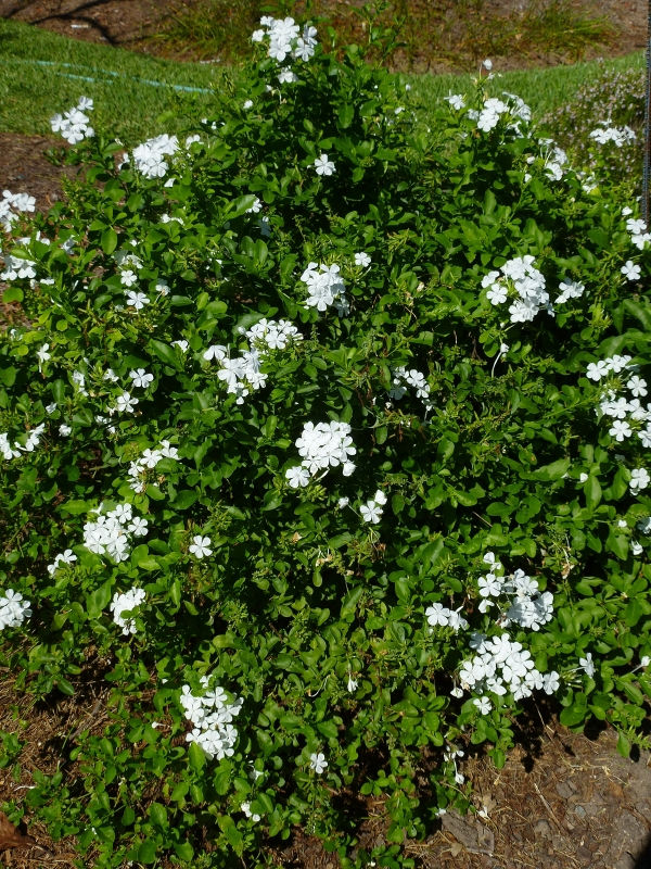 White Plumbago, Cape Leadwort