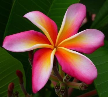 Candy Stripe Frangipani, Plumeria - Fragrant Plants - Almost Eden