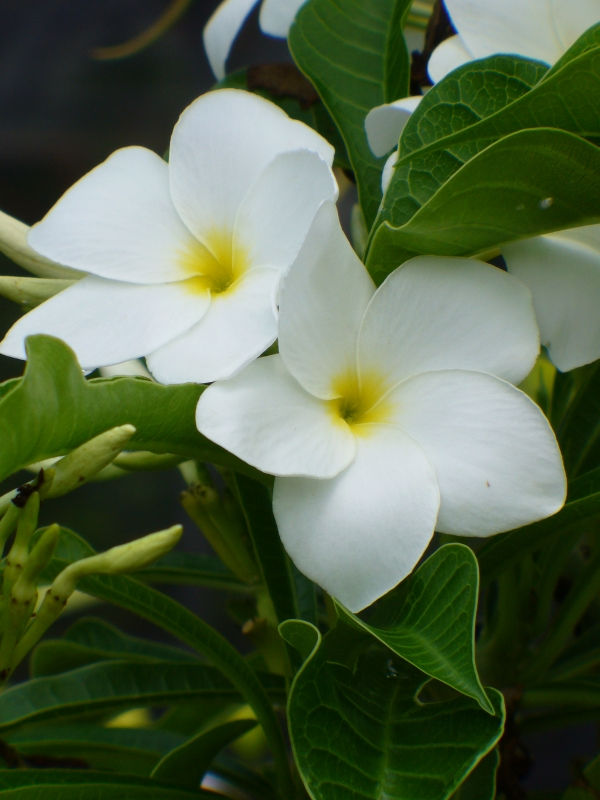 Bridal Bouquet Plumeria