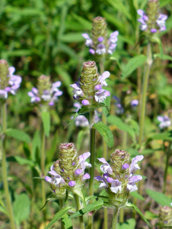 Selfheal, Heal-All, Prunella