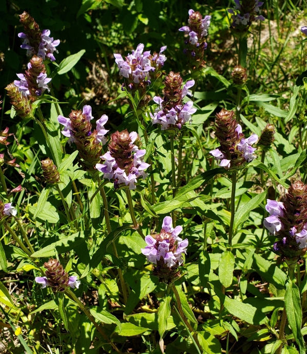 Selfheal, Heal-All, Prunella
