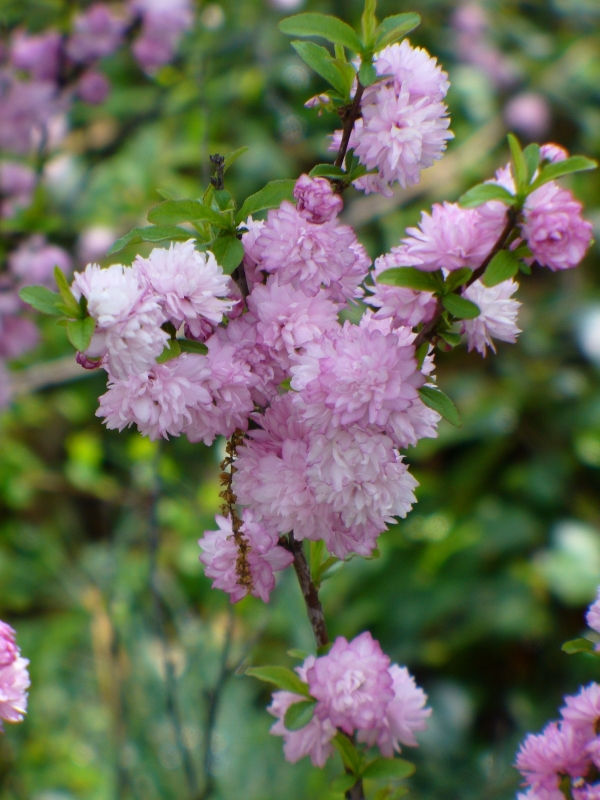 Dwarf Double Pink Flowering Almond