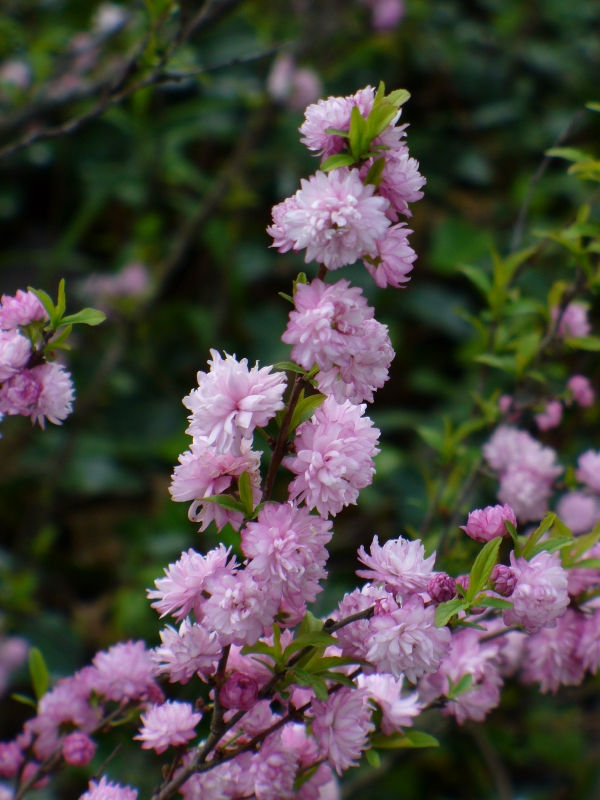 Dwarf Double Pink Flowering Almond