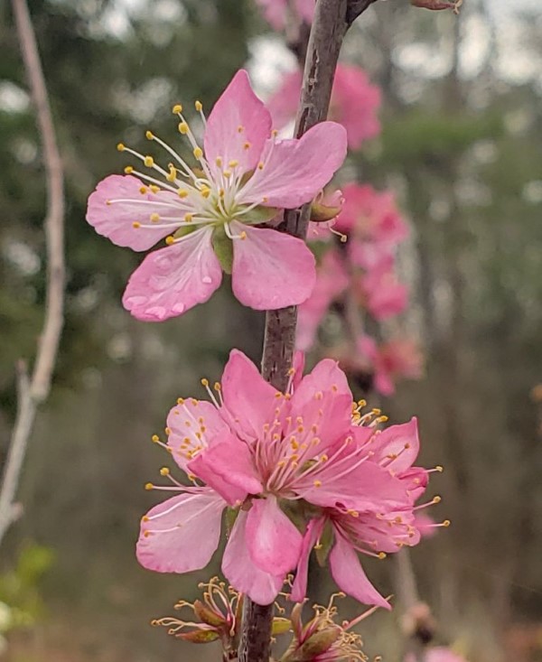 Hiromi Dwarf Afghan Cherry, Afghan Bush Cherry