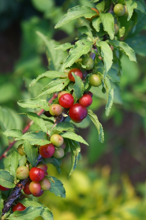 Hiromi Dwarf Afghan Cherry, Afghan Bush Cherry