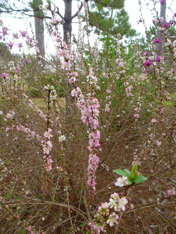 Hiromi Dwarf Afghan Cherry, Afghan Bush Cherry