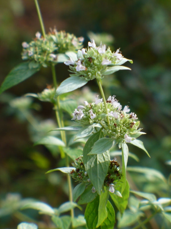 Whiteleaf Mountain Mint, Sage