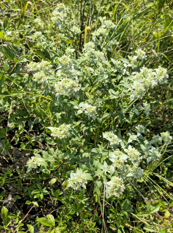 Whiteleaf Mountain Mint, Sage