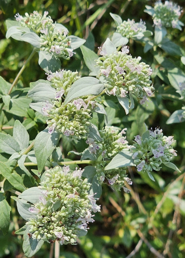 Whiteleaf Mountain Mint, Sage