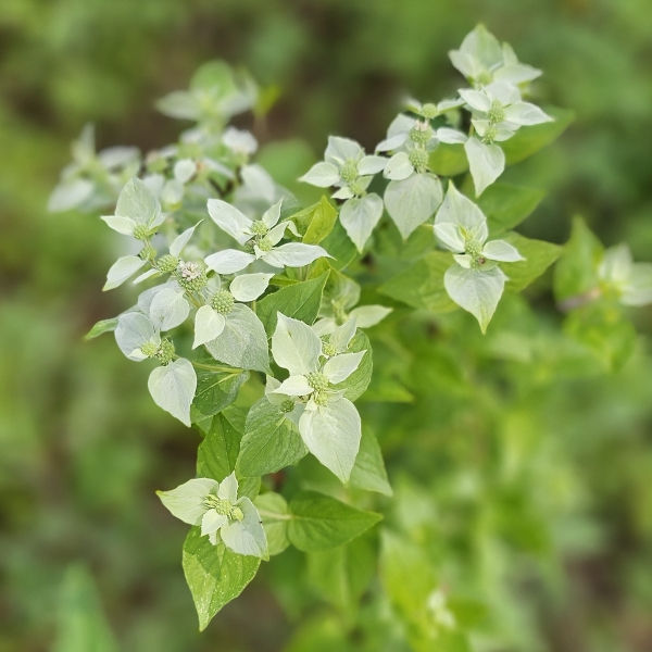 Clustered Mountain Mint, Bigleaf Mountain Mint, Short-Toothed Mountain Mint, Blunt Mountain Mint, Sage