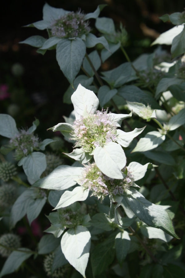 Clustered Mountain Mint, Bigleaf Mountain Mint, Short-Toothed Mountain Mint, Blunt Mountain Mint, Sage