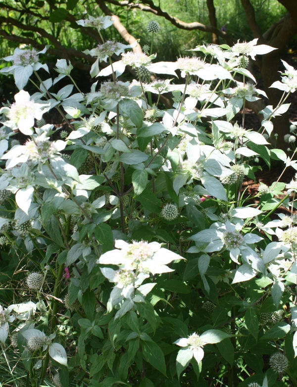 Clustered Mountain Mint, Bigleaf Mountain Mint, Short-Toothed Mountain Mint, Blunt Mountain Mint, Sage