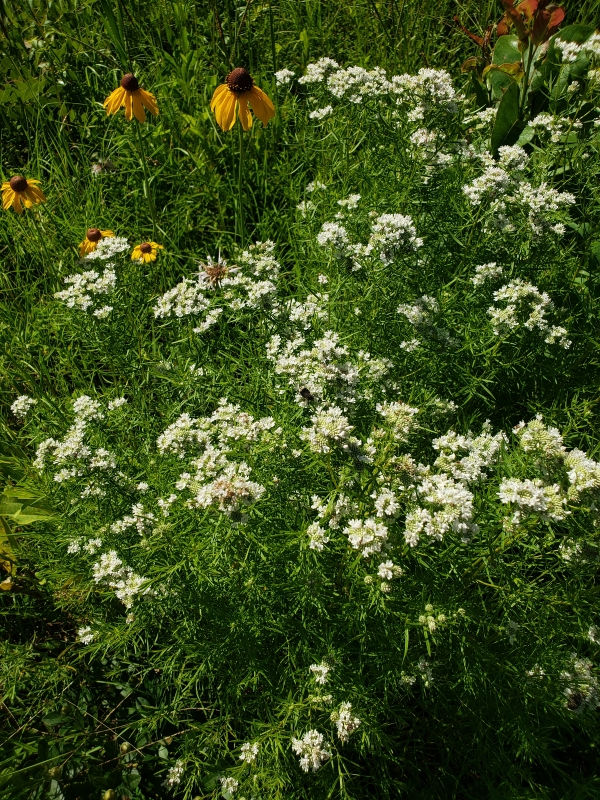 Narrowleaf Mountainmint, Slender Mountainmint
