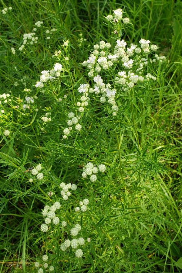 Narrowleaf Mountainmint, Slender Mountainmint