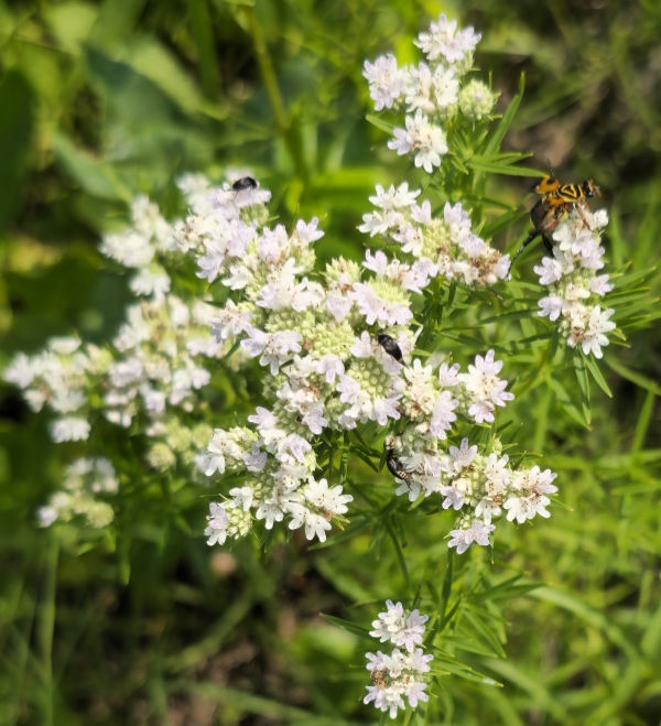Narrowleaf Mountainmint, Slender Mountainmint