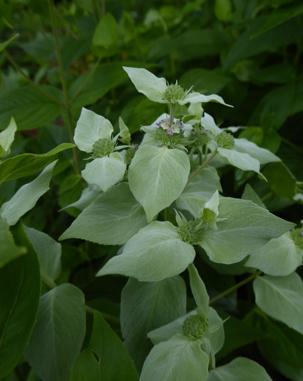 Clustered Mountain Mint, Bigleaf Mountain Mint, Short-Toothed Mountain Mint, Blunt Mountain Mint, Sage