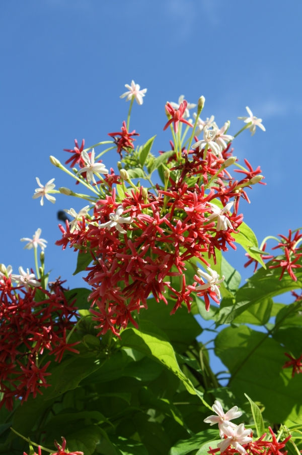Double Rangoon Creeper, Drunken Sailor, Chinese Honeysuckle