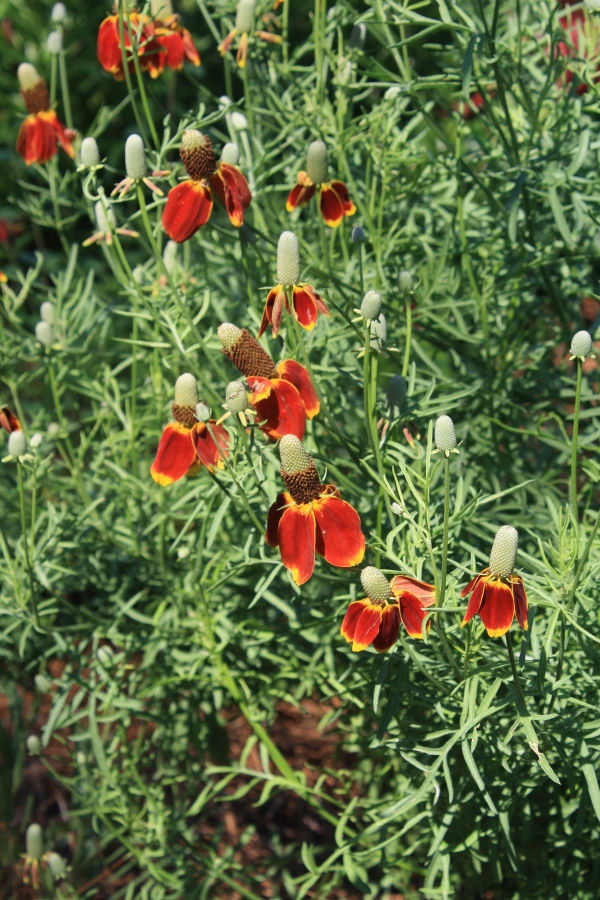 Mexican Hat, Grey Headed Coneflower, Upright Prairie Coneflower, Red Hats