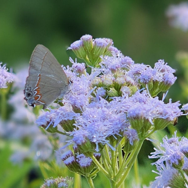 Gregg's Mistflower, West Texas Ageratum, Palmleaf Thoroughwort
