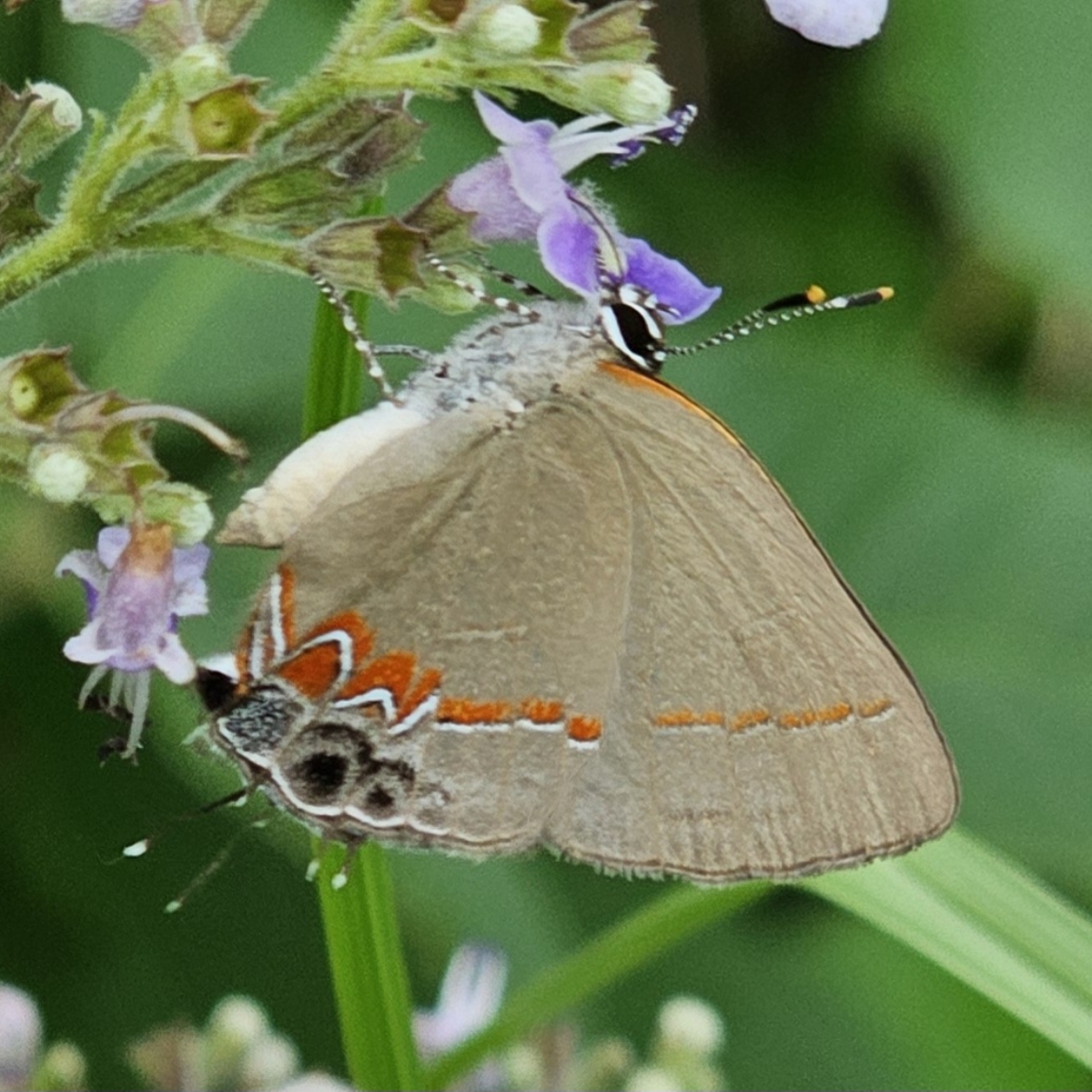 Hempleaf Vitex, Chinese Vitex