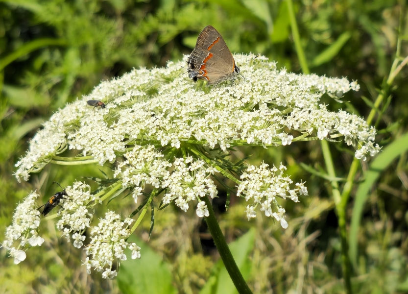 American Wild Carrot, Rattlesnake Weed