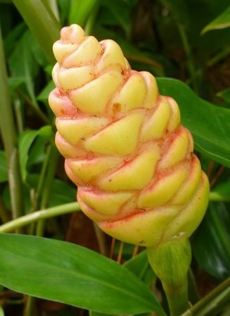 Red Pinecone Ginger, Shampoo Ginger