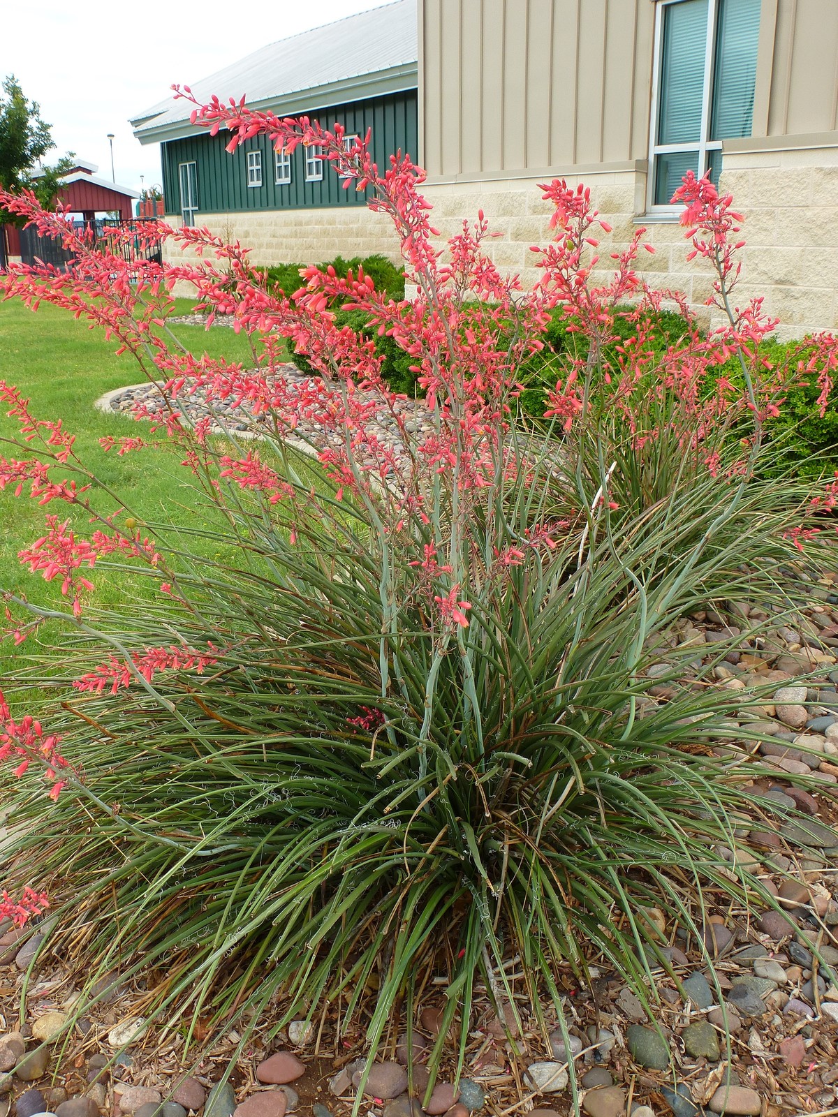 Red Yucca, False Red Yucca, Coral Yucca, Hummingbird Yucca