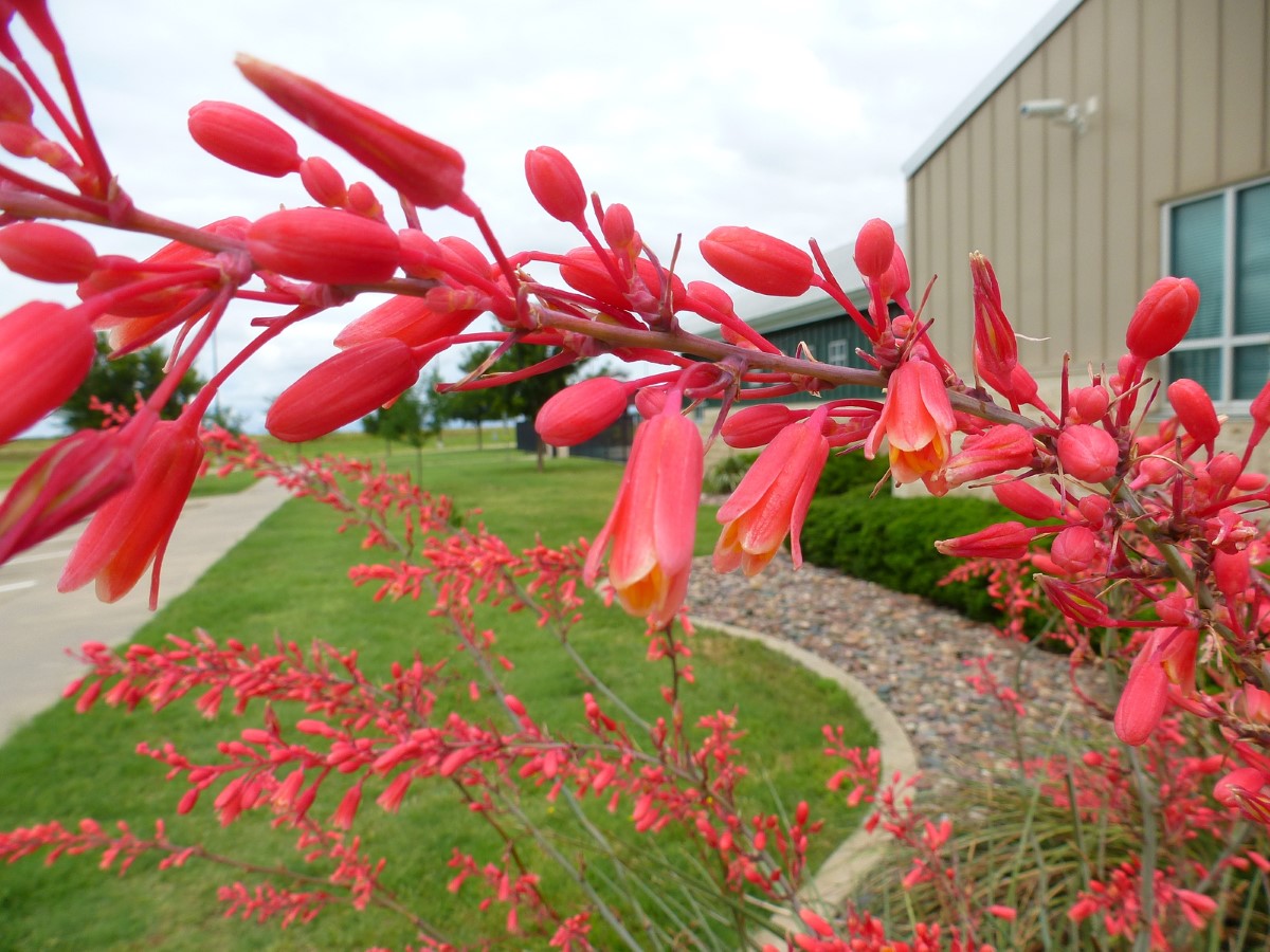 Red Yucca, False Red Yucca, Coral Yucca, Hummingbird Yucca