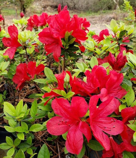 Coronado Red Azalea