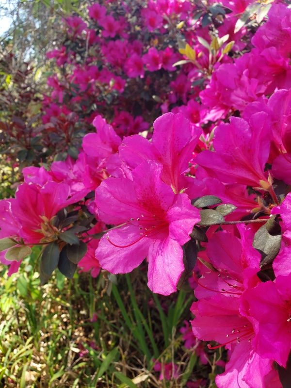 Little John Azalea