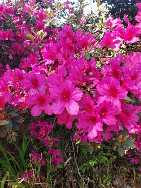 Little John Azalea