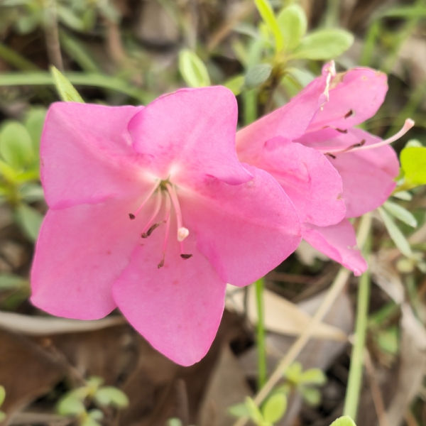 Momo No Haru Evergreen Azalea