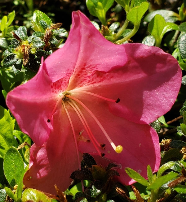 Momo No Haru Evergreen Azalea