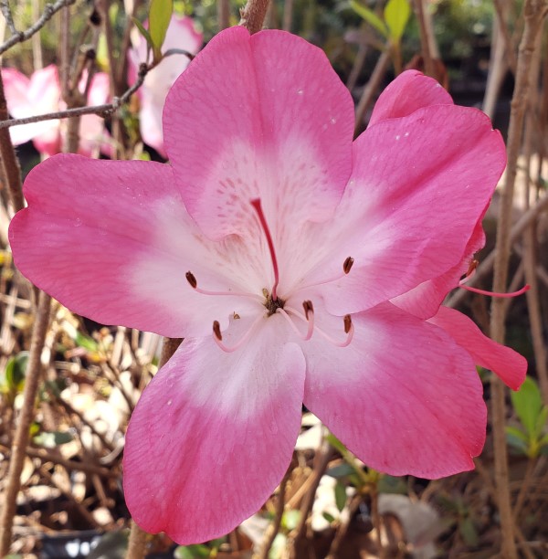 Vibrant Evergreen Azalea