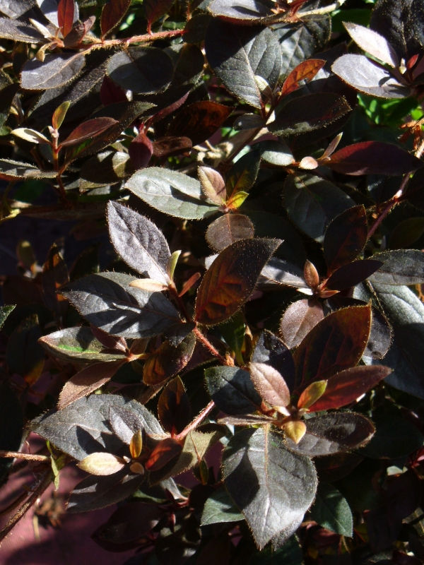 Little John Azalea